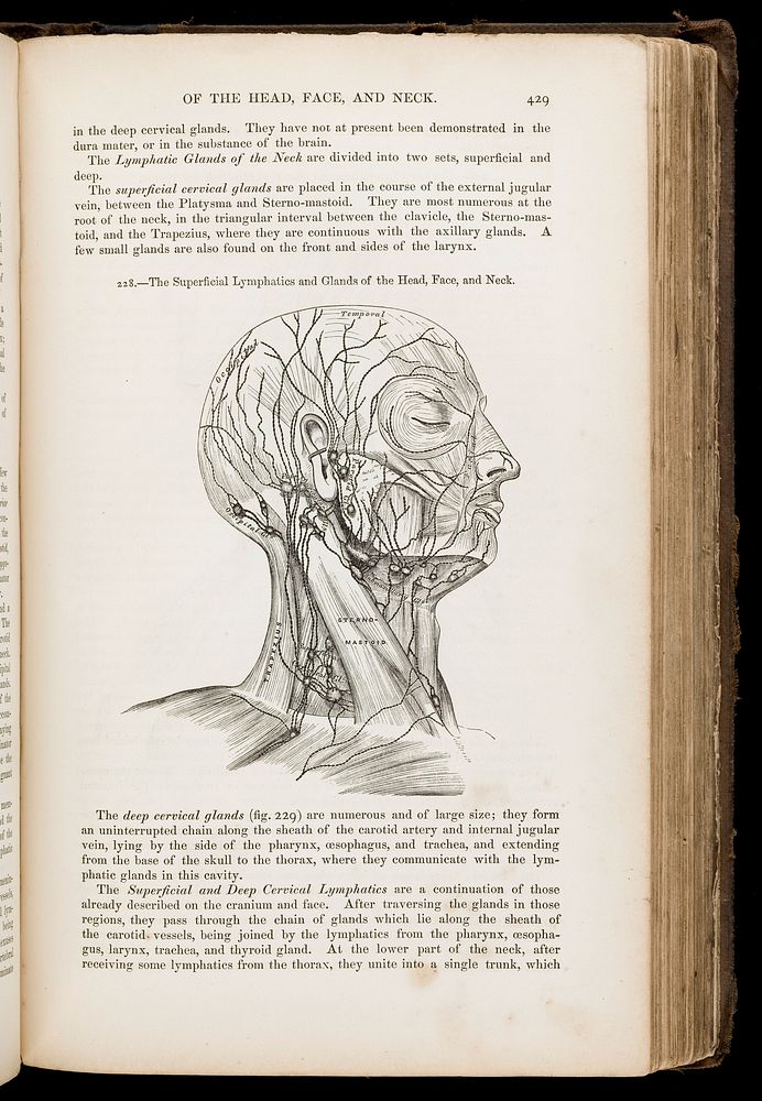 Anatomy, descriptive and surgical / by Henry Gray ; the drawings by H.V. Carter ; the dissections jointly by the author and…