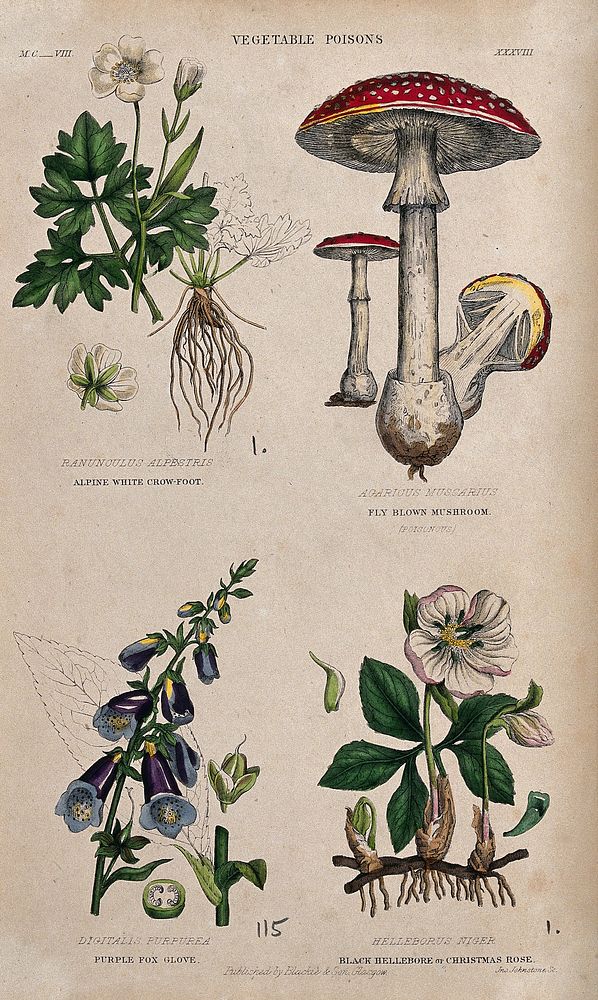 Four poisonous plants: crowfoot (Ranunculus alpestris), fly agaric fungus (Amanita muscaria), foxglove (Digitalis purpurea)…