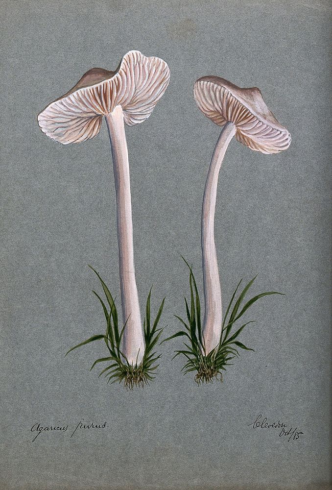 A fungus (Mycena pura): two fruiting bodies. Watercolour, 1885.
