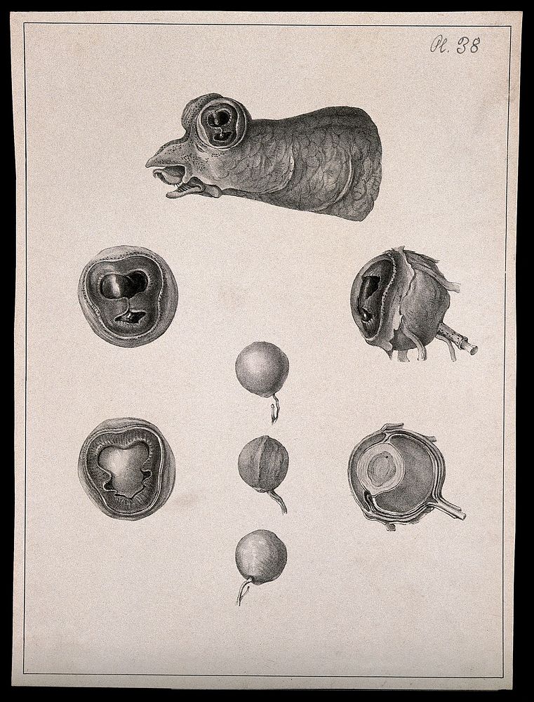 Eyeballs, and spherical objects. Lithograph.