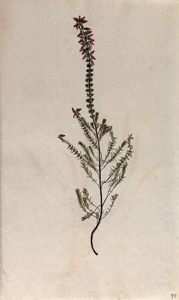 Bell heather (Erica species): flowering stem. Coloured nature print.