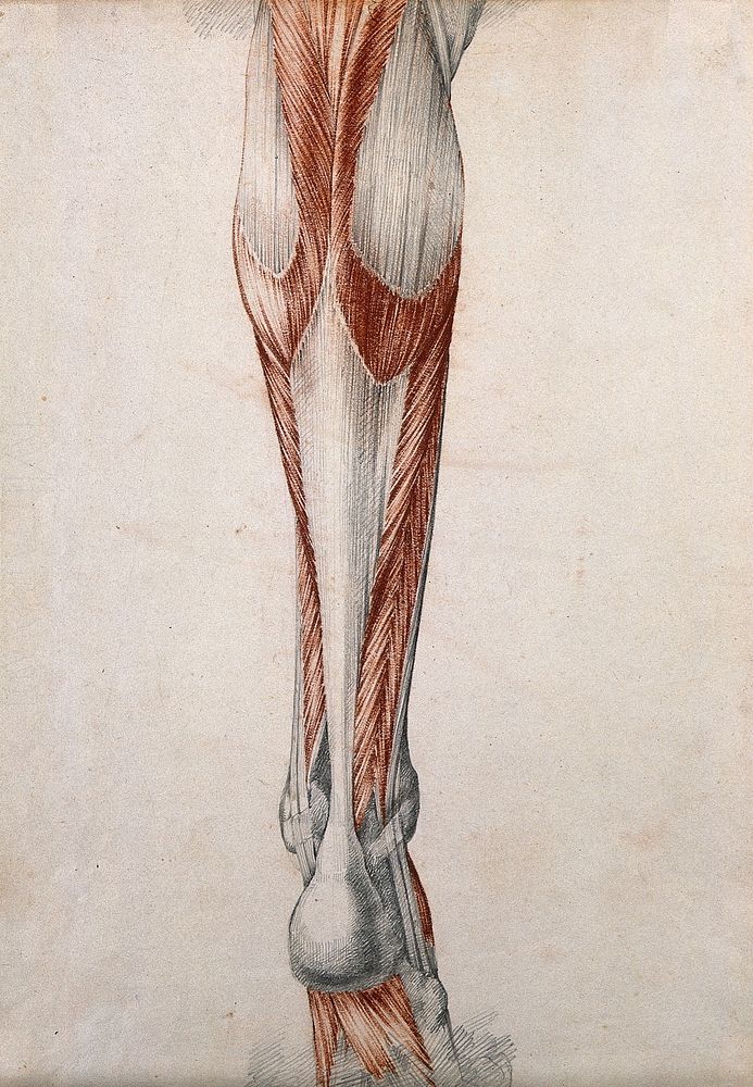 Muscles and tendons of the lower leg and foot, seen from behind. Red chalk and pencil drawing by or associated with A.…