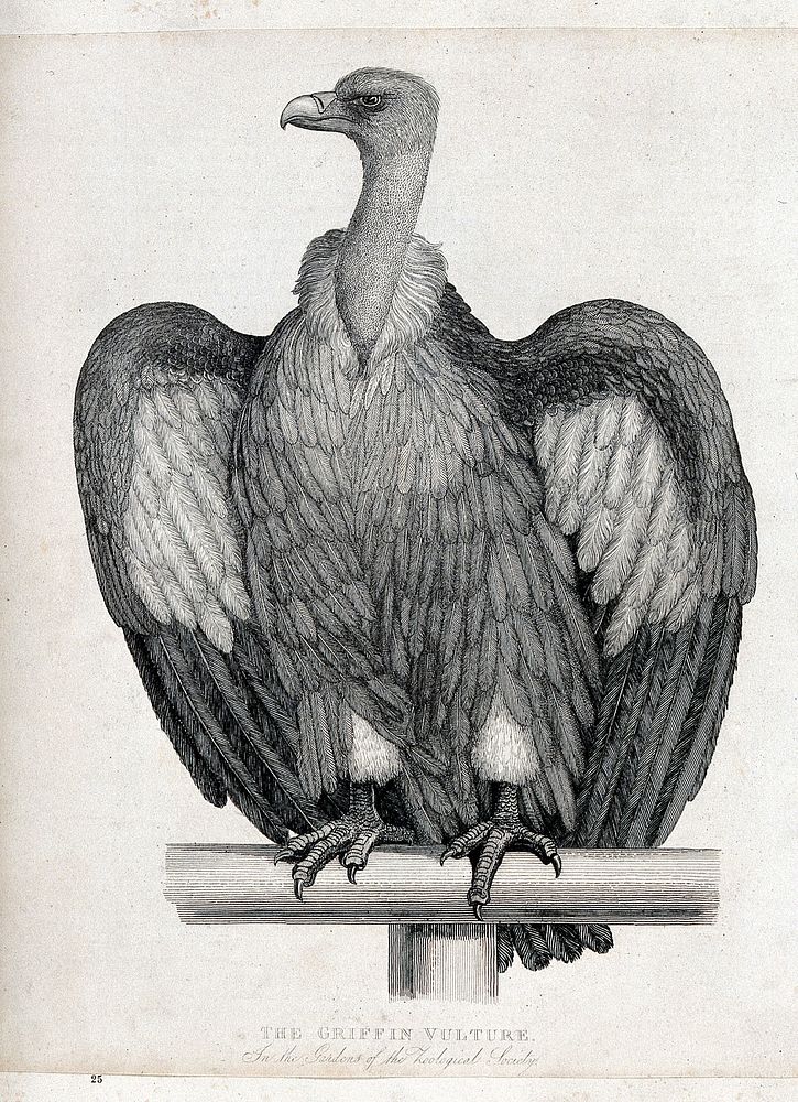 Zoological Society of London: a Griffin vulture. Etching.