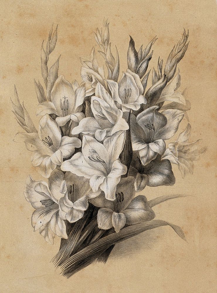 A bunch of flowering gladioli (Gladiolus species). Lithograph by E. Champin, c. 1850, after herself.