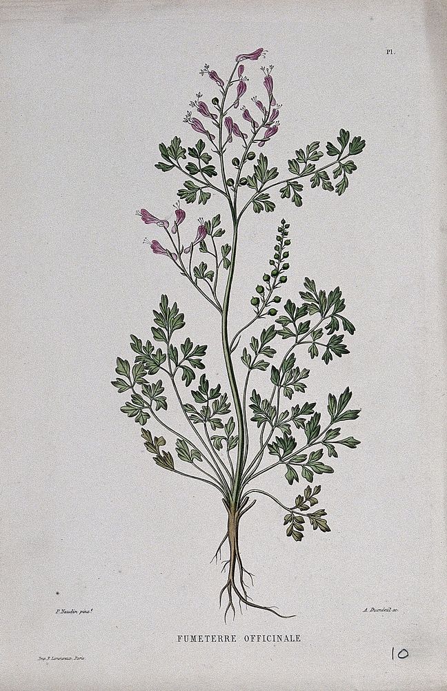 Fumitory (Fumaria officinalis): entire flowering plant. Coloured etching by A. Duménil, c. 1865, after P. Naudin.