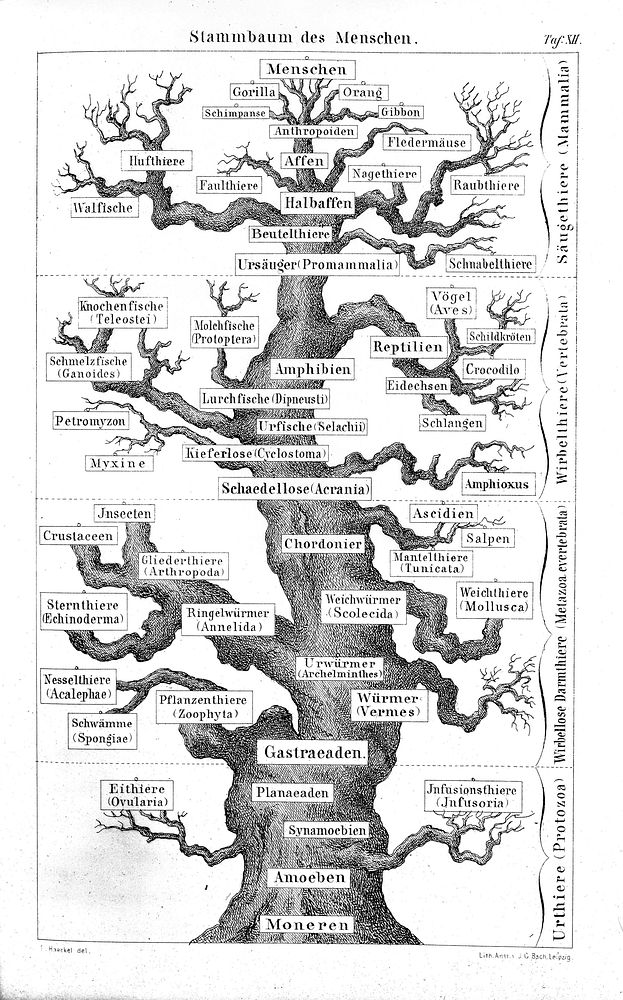 Anthropogenie, oder, Entwickelungsgeschichte des Menschen ... Keimes- und Stammes-geschichte ... / [Ernst Haeckel].