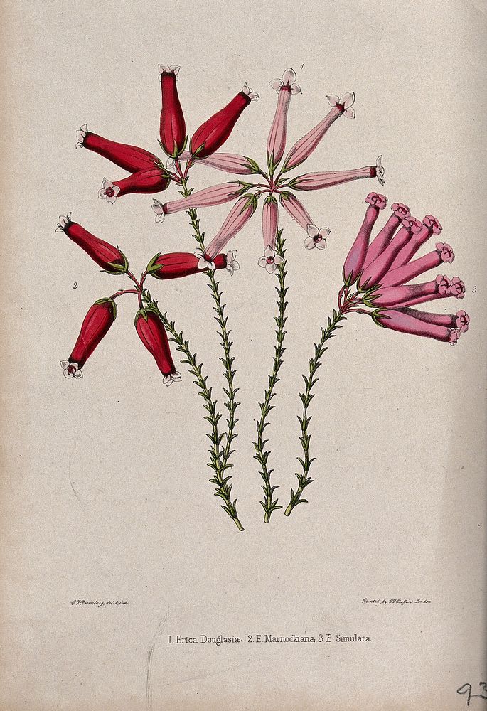 Three types of heath plant (Erica species): flowering stems. Coloured lithograph by C. Rosenberg, c. 1850, after himself.