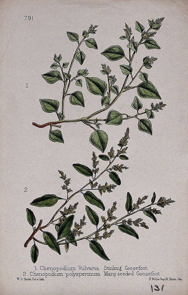 Two species of goosefoot plant (Chenopodium species): flowering stems. Coloured lithograph by W. G. Smith, c. 1863, after…