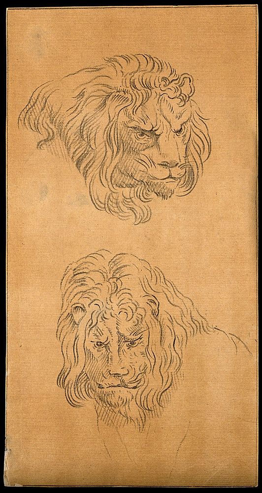 Two heads of lions. Drawing, c. 1789.