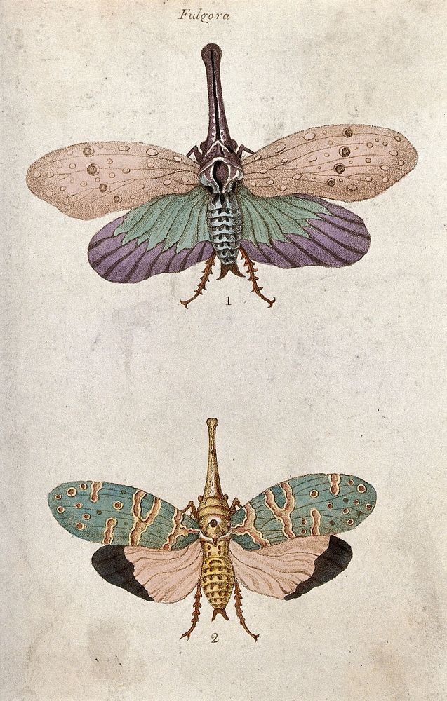 Two Fulgora species. Coloured etching.