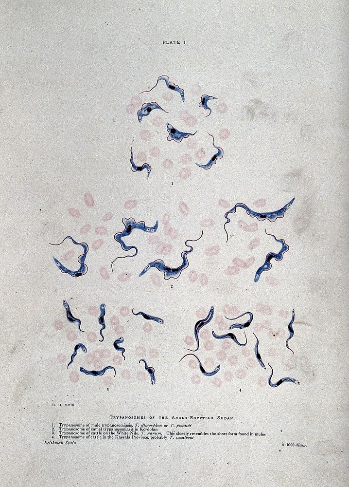 Trypanosomes at 1000X magnification. Coloured process print after R. D. Muir.