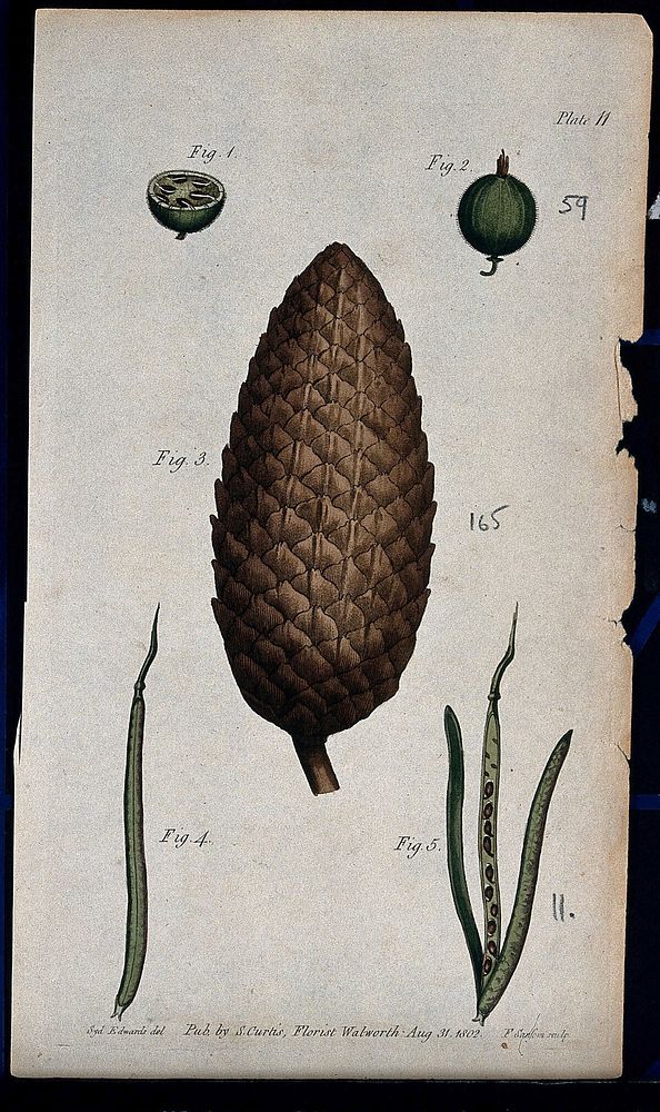 Five figures showing fruit, pericarps and seeds of a gooseberry, fir cone and wallflower. Coloured etching by F. Sansom, c.…