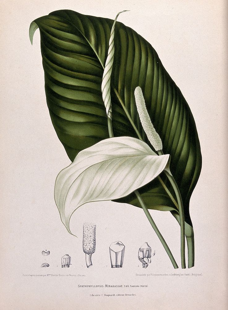 A plant (Spathiphyllum minahassae T. & B. Tjariang Poetie): spadix and leaf with separate numbered sections of spadix…