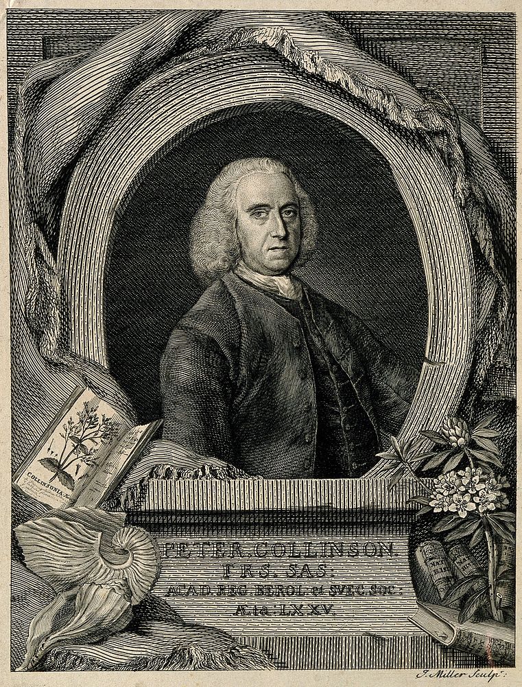 Peter Collinson. Line engraving by J. S. Miller, 1770.