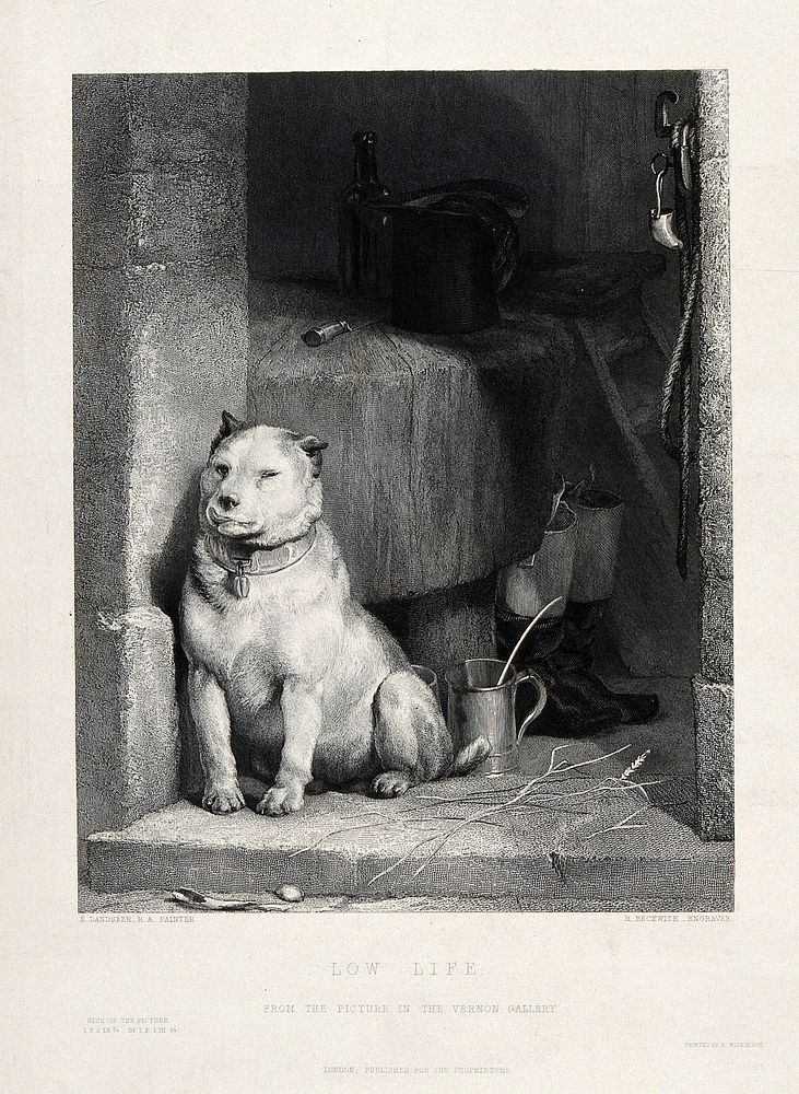 A battle-scarred terrier with cropped ears is sitting on the doorstep of a butcher's shop. Steel engraving by H. Beckwith…