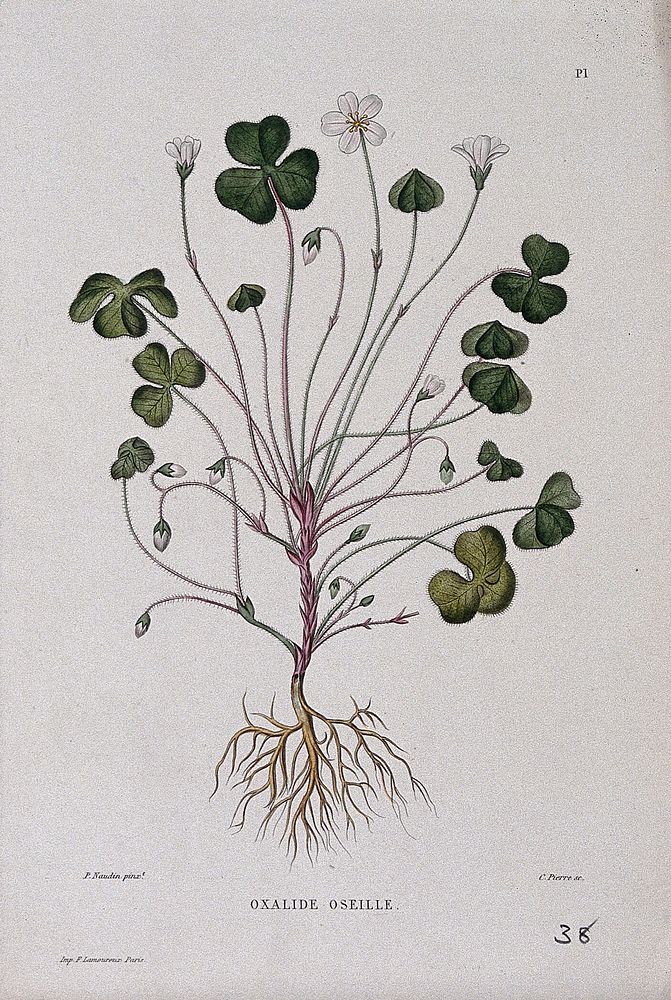 Wood sorrel (Oxalis acetosella): entire flowering plant. Coloured etching by C. Pierre, c. 1865, after P. Naudin.