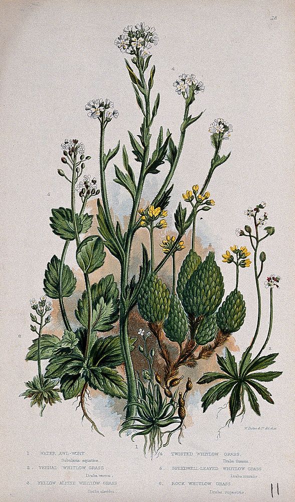 Six flowering plants, including whitlow grasses (Erophila species) and awlwort (Subularia aquatica). Chromolithograph by W.…
