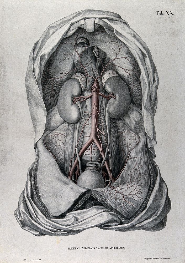 Dissection of the abdomen of a man, with the arteries and blood vessels indicated in red. Coloured lithograph by J. Roux…