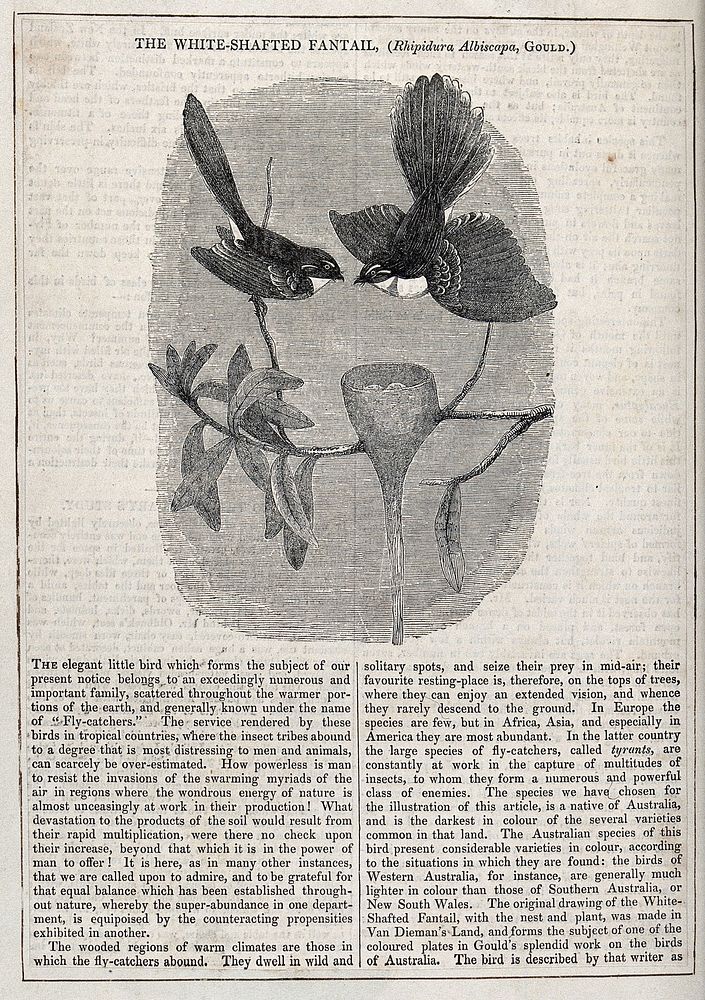 Two white-shafted fantail birds (Rhidipura albiscapa) by their nest. Wood engraving.