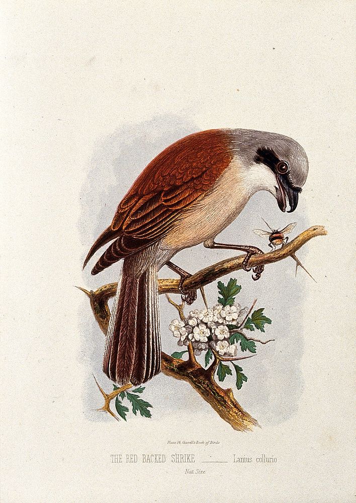 A red backed shrike (Lanius collurio). Colour lithograph, ca. 1875.