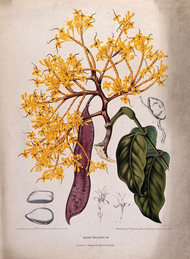 A plant (Saraca declinata Miq.) related to the asoka tree: flowering and fruiting shoot with separate numbered flowers…