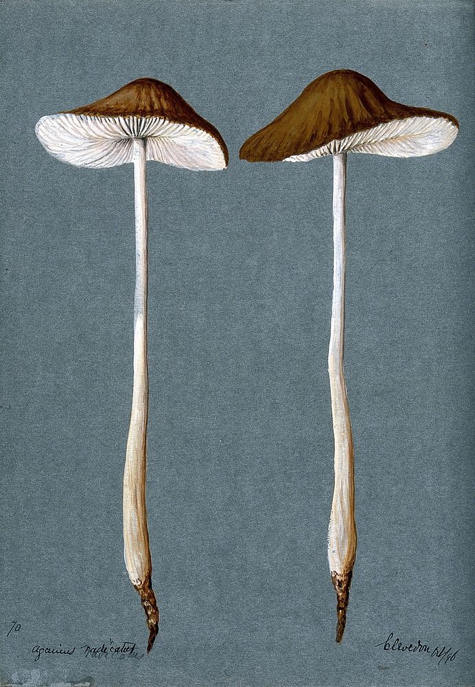 A fungus (Agaricus radicatus): two fruiting bodies. Watercolour, 1896.