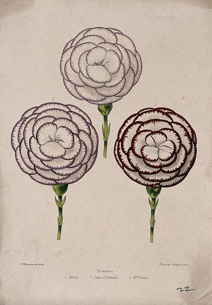 Three flowers from different cultivars of picotee (Dianthus caryophyllus) Coloured zincograph by C. Rosenberg, c. 1850…