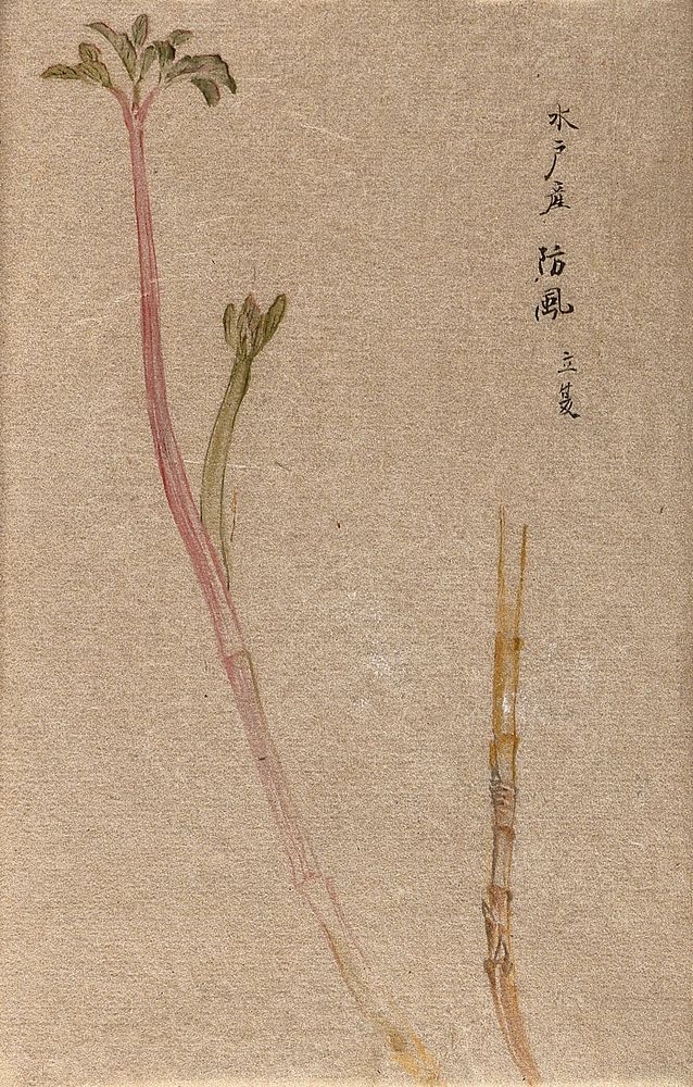 A leafy plant stem, in two sections. Watercolour.