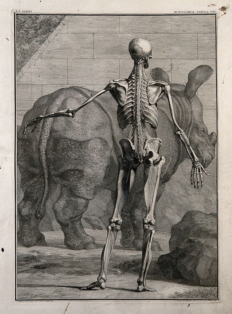An écorché figure, back view, with left arm extended, showing the bones and the fourth order of muscles, with a rhinoceros…