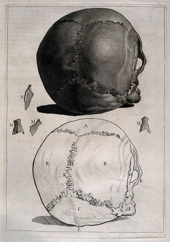 Human skull, rear view , | Free Photo Illustration - rawpixel