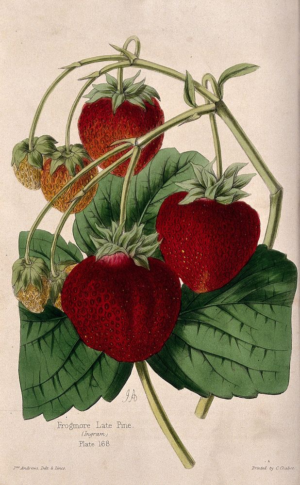 A fruiting "Ingram's Frogmore Late Pine" strawberry plant (Fragaria cultivar). Coloured zincograph by J. Andrews, c. 1861…