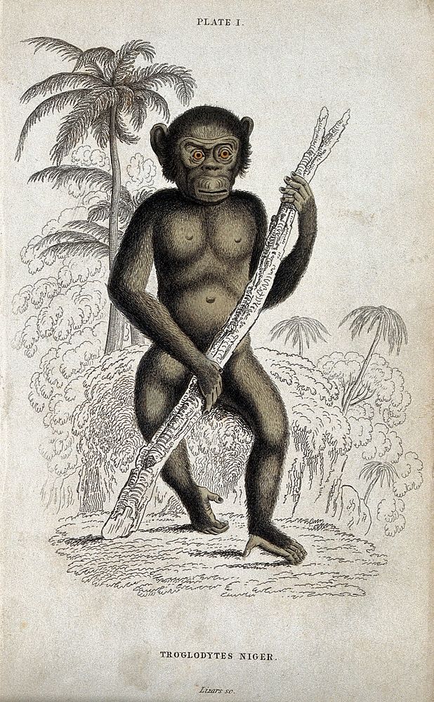 An ape of the genus troglodytes niger standing before a tropical scenery holding a large branch of a tree. Coloured etching…