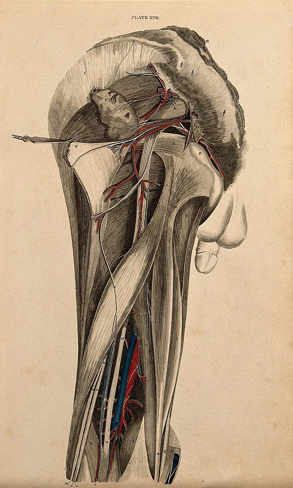 Male pelvis and thigh: dissection, with blood vessels and nerves indicated in red and blue. Coloured line engraving by W.H.…