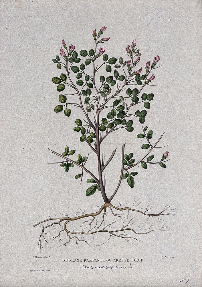 Rest-harrow (Ononis repens): entire flowering plant. Coloured etching by C. Pierre, c. 1865, after P. Naudin.