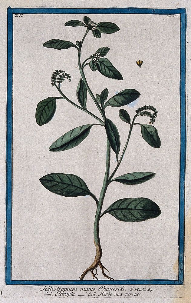Heliotrope (Heliotropium europaeum L.): entire flowering plant with separate fruit. Coloured etching by M. Bouchard, 1774.