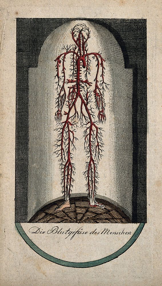 Blood vessels of the human body, viewed as if standing in a domed glass case. Coloured line engraving, 17--.