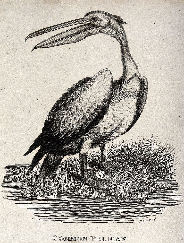 A common pelican standing on the shore of a river. Etching by Heath.