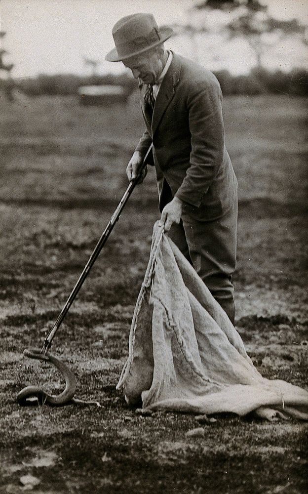 A snake being put in a sack by a man using a long tool, Australia. Photograph, 1900/1920.