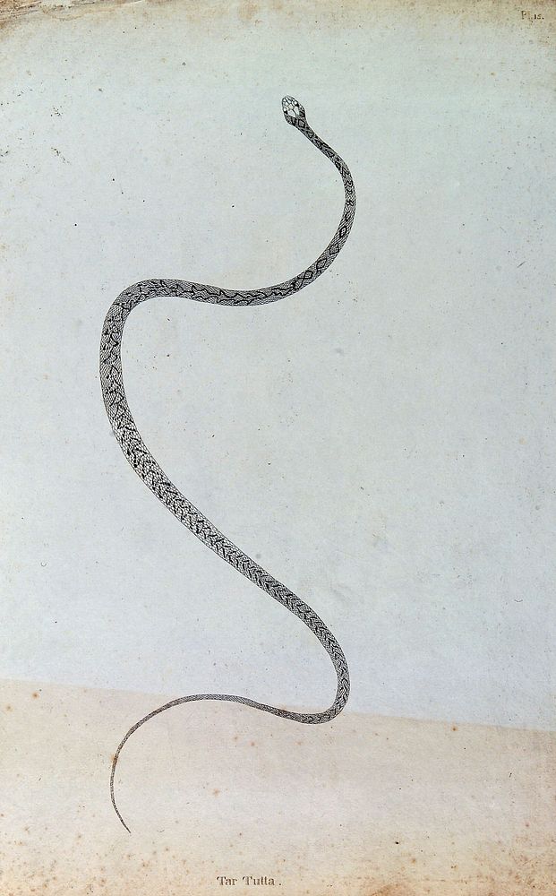 An Indian snake: Tar Tutta. Engraving by W. Skelton, ca. 1796.
