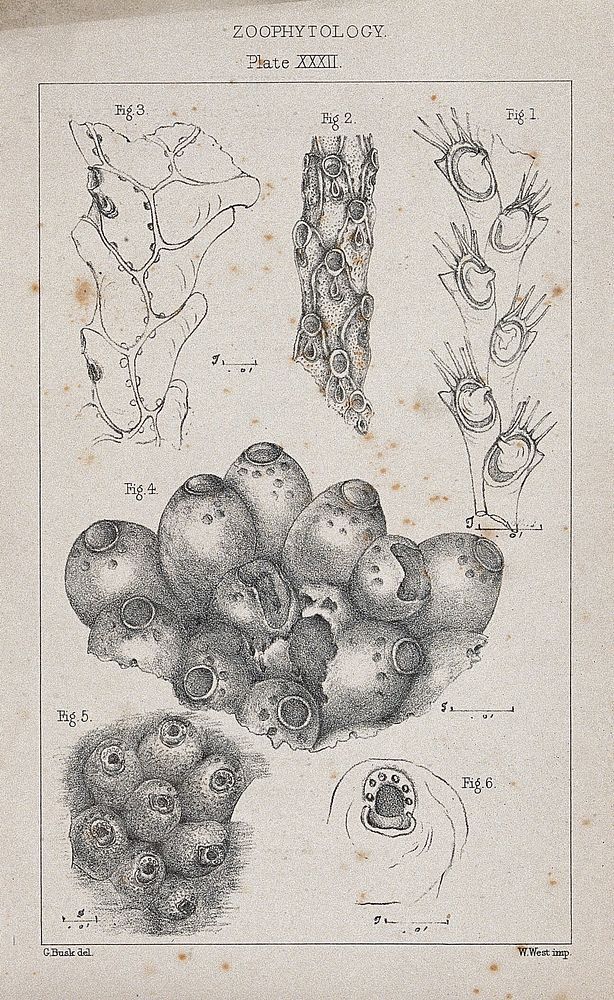 Zoophytes and cross-sections of their parts. Lithograph by G. Busk.