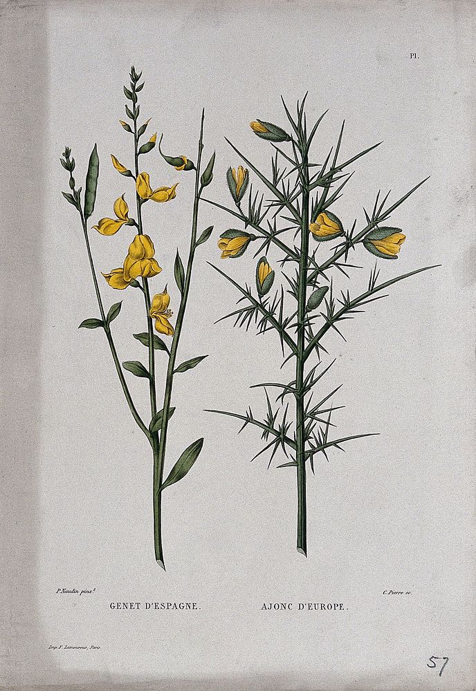 Two plants, Spanish broom (Spartium junceum) and gorse (Ulex europaeus): flowering and fruiting stems. Coloured etching by…