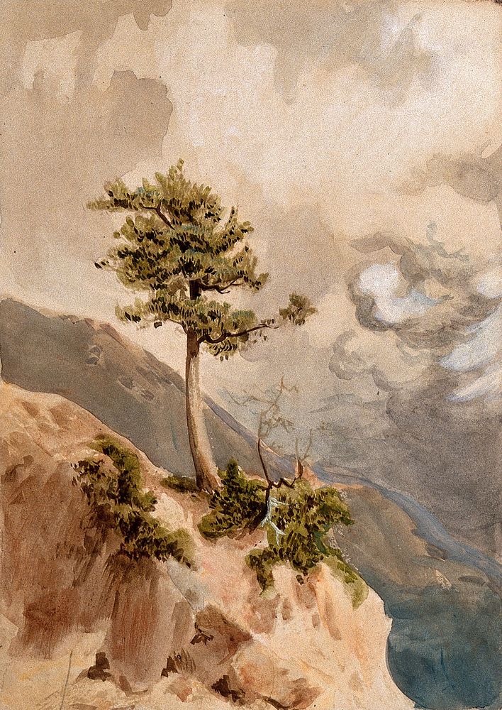 Young juniper tree (Juniperus nigra) on a ridge top in Nepal. Watercolour by H. Schlagintweit, 1855.