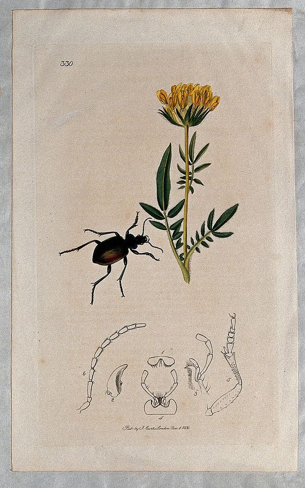 Kidney-vetch plant (Anthyllis vulneraria) with an associated beetle and its anatomical segments. Coloured etching, c. 1830.