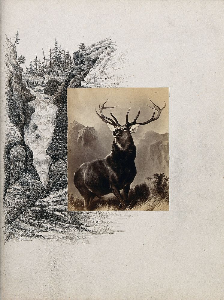 A stag in a mountainous landscape. Photograph after E.H. Landseer with a pen and ink drawing of a waterfall.