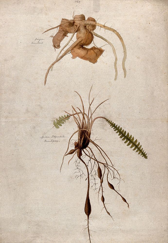 Roots of ginger (Zingiber officinale) and of dropwort (Filipendula vulgaris). Watercolour.