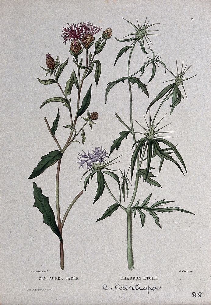 Two plants, a knapweed (Centaurea jacea) and star-thistle (Centaurea calcitrapa): flowering and fruiting stems. Coloured…