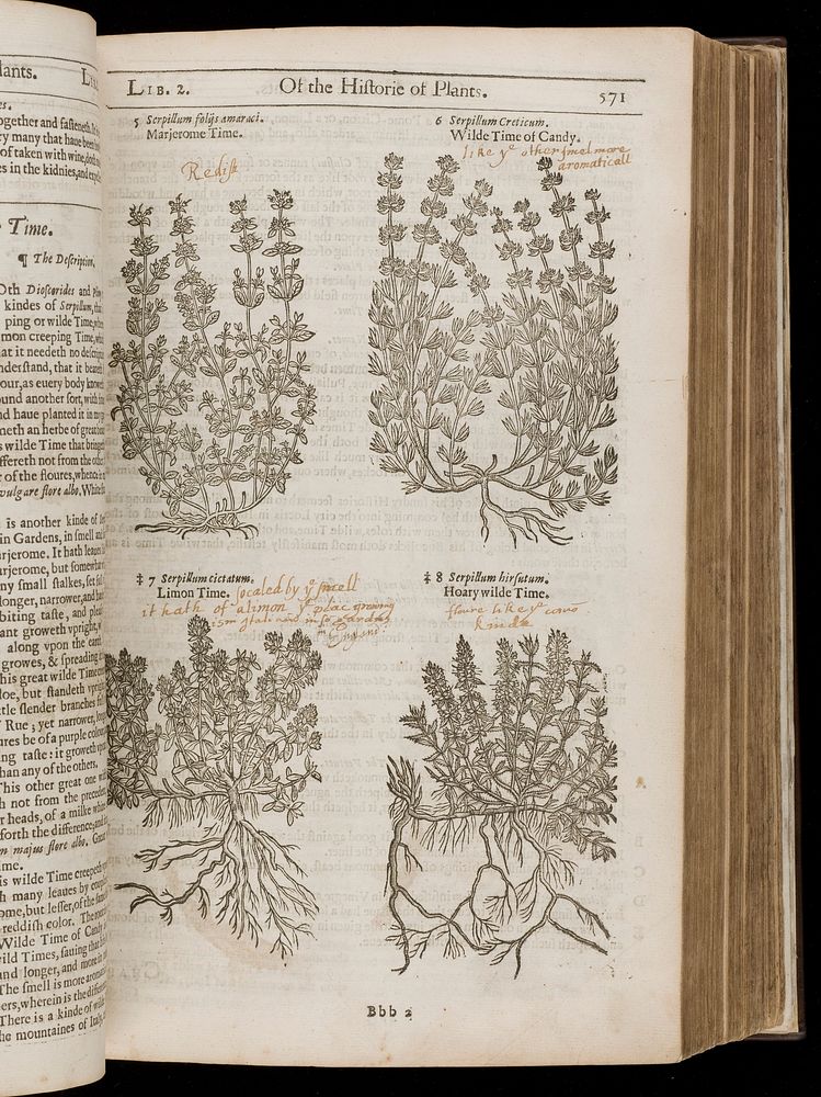 The herball, or general historie of plantes / Gathered by John Gerarde ... Very much enlarged and amended by Thomas Johnson.