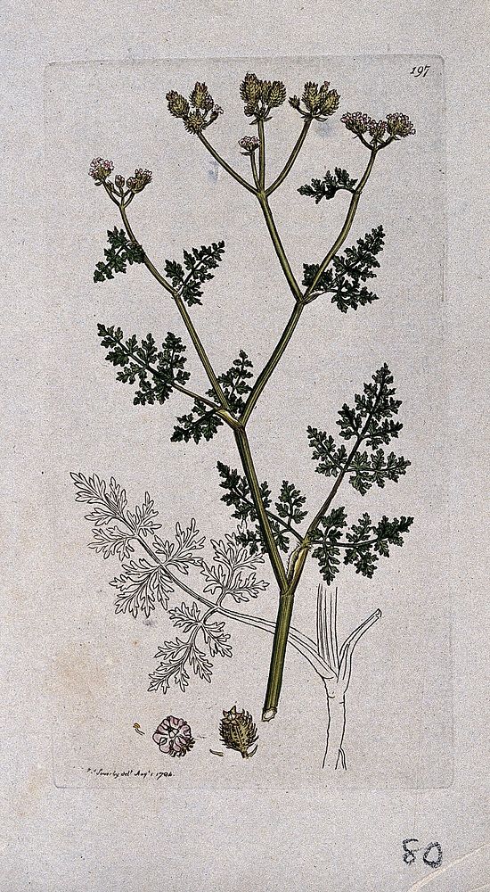 Bur parsely (Caucalis daucoides): flowering stem leaves and floral segments. Coloured engraving after J. Sowerby, 1794.