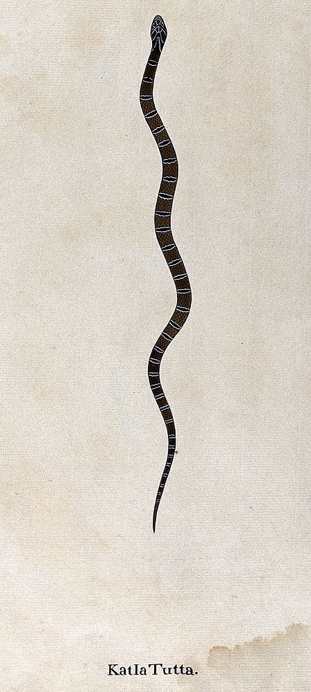 A snake, small and slender, tan/brown in colour, cross-banded with black markings edged with white. Watercolour, ca. 1795.