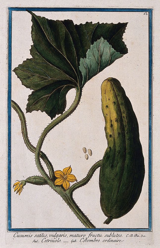 Cucumber (Cucumis sativus L.): flowering stem with separate fruit and seeds. Coloured etching by M. Bouchard, 1772.